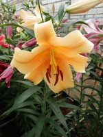 [5175 Eudoxia No02.JPG]